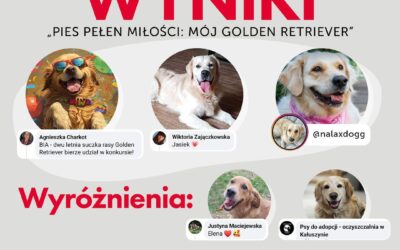 Wyniki konkursu „Pies pełen miłości: Mój Golden Retriever”